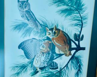 John James Audubon's "Little Screech Owl" artwork, likely a reproduction from "The Audubon Folio" published by Harry N. Abrams in 1964