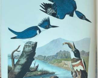 vintage lithograph print titled "Belted Kingfisher" by renowned naturalist and painter John James Audubon.