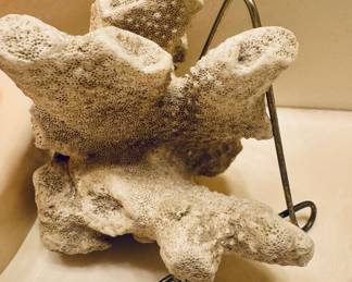 decorative coral skeleton specimen
