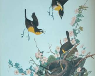 "Yellow-breasted Chat" print from John James Audubon's Birds of America collection, featuring birds interacting around a nest on a rose branch.