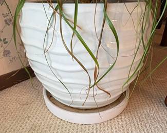 White Ceramic Textured Planter with Ponytail Palm