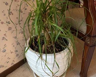 White Ceramic Textured Planter with Ponytail Palm second image