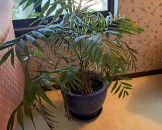 Parlor Palm in Decorative Blue Ceramic Pot