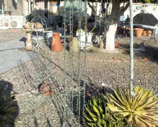 catus