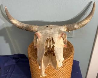 Steer Skull With Horns