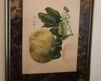 Framed Citrus Decumana Botanical Reproduction Print