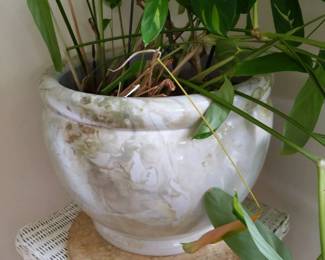 White Goldish Green Marbleized Planter with Live Plant