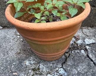 Terracotta Hanging Planter with Plants
