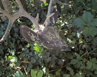 Deer Antler and Skull Mount