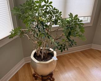 Schefflera Arboricola (Dwarf Umbrella Tree) in Ceramic Pot with Stand