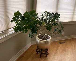 Schefflera Arboricola (Umbrella Tree) in Ceramic Pot with Wooden Stand