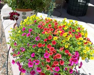 Planter pots