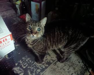 The cat who lurks in darkness