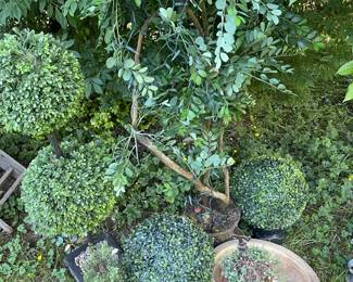 Artificial Topiary Plants Bushes  Large Ceramic Planter