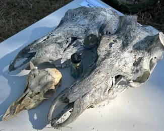Two Deer Skulls with Goat Skull and Jar of Teeth