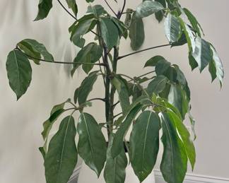 West Elm Planter with House Plant