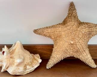 Queen Conch Shell & Starfish 