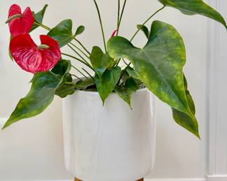 West Elm Mid-Century Turned Wood Leg Planter with Flamingo Flower 