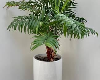 West Elm Planter & Fern
