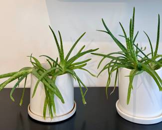 Aloe Plants