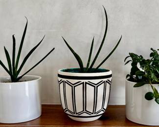 House Plants