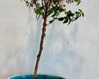 Bonsai Tree
