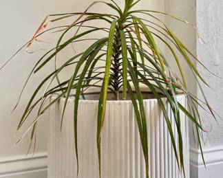 West Elm Planter with House Plant