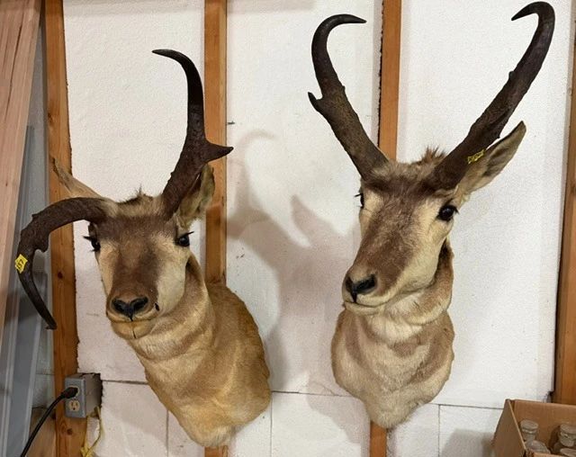 Taxidermy. Trophy Pronghorn. Antelope.