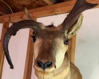 Non typical Antelope mount.