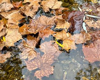 Fall leaves in the spring on Fulbright Trail