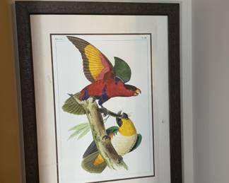 very large framed birds