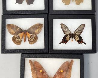 Taxidermy Butterflies & Moths