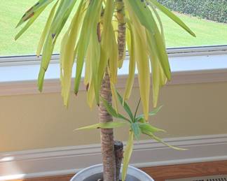 Yucca Cane Plant in Decorative Pot