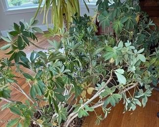 Schefflera Arboricola "Umbrella Tree" Plant