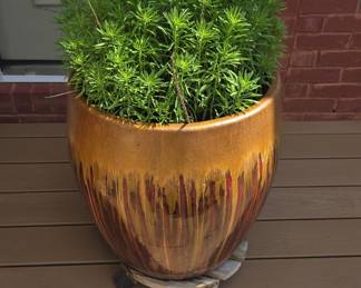 Sedum Angelina Planter