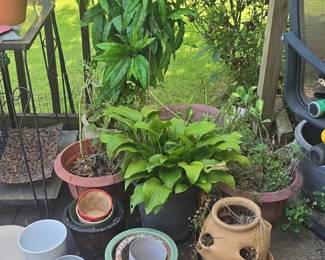 Assorted Plant Pots and Planters