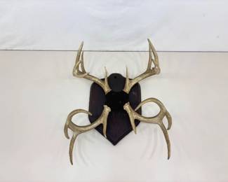 2 in 1 Authentic MOUNTED 23" Tall Buck Antlers