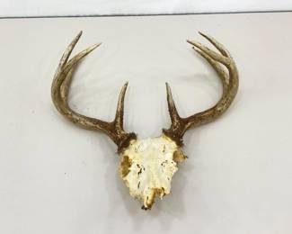 Authentic 16.5" W Deer Antlers and Skull
