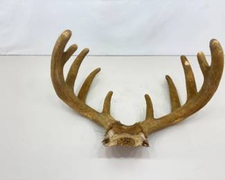 Authentic 22.5" Wide Velvet Buck Antlers