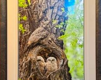 Owl Picture