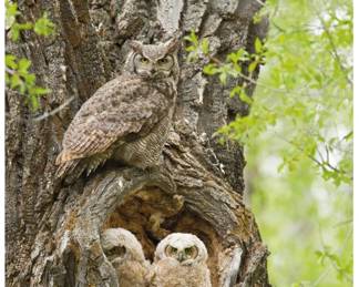 Thomas Mangelsen Cottonwood horned owl