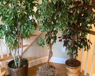 Ficus Trio