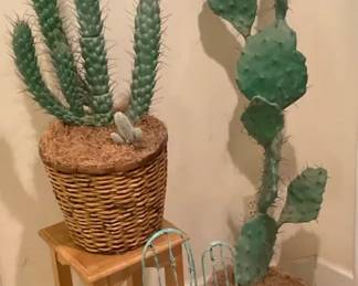 Cactus Corner