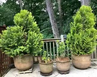 Entrance Way Arborvitae
