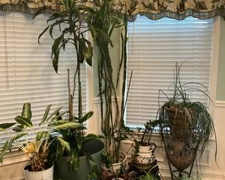 Indoor Living Plants Bundle