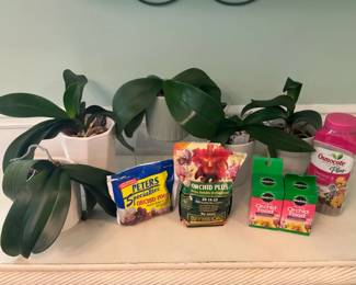 Living Orchids  Orchid Care