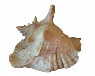 Large Queen Conch Shell with Pink Interior