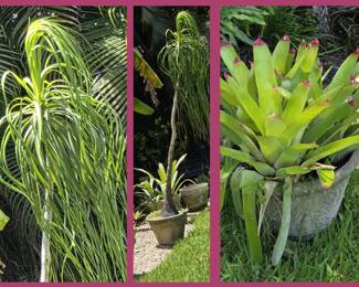 Lots of Beautiful Potted Plants Available