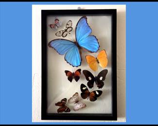 Butterflies including a Blue Morpha, a Glasswing, a Annas 88 and More