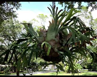 1 of 4 Large Staghorn Ferns Available